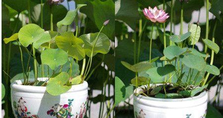 如何种植睡莲（睡莲种植时间和方法详解）