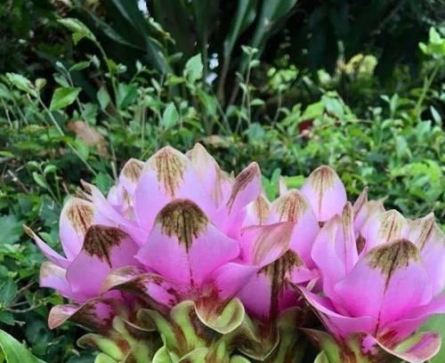 睡莲种球保存方法及适宜种植时间