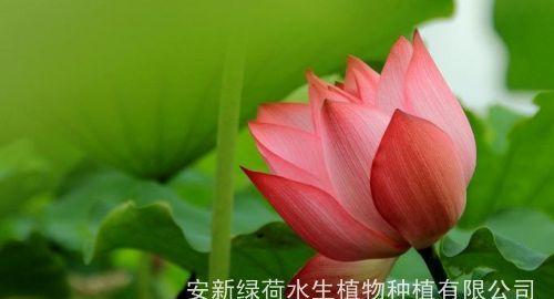 睡莲种子的种植时间选择（为什么要选择适宜的时间种植睡莲种子）