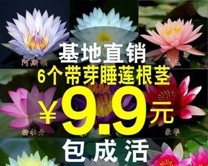睡莲种子（了解睡莲种子是否具有毒性）