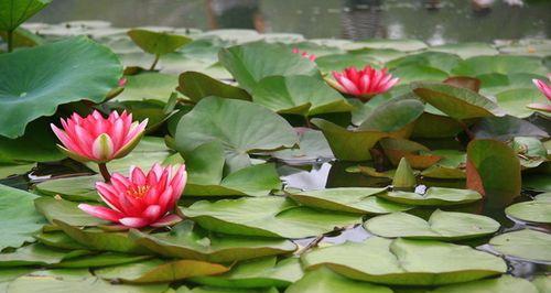 如何种植睡莲种子（睡莲种子的选择和种植步骤）