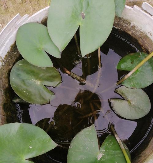 睡莲追肥：选择恰当肥料，让花朵更鲜艳夺目