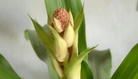 如何养好睡香花（培育养护技巧及注意事项）