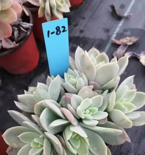 如何养护丝绸面纱多肉（打造极致美观的多肉植物）