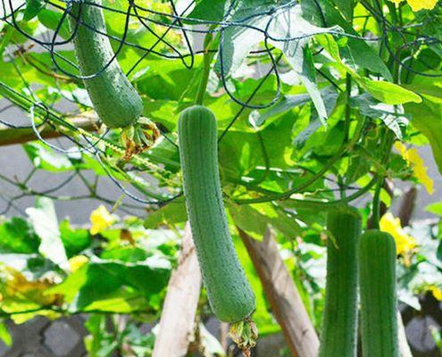 丝瓜成熟季节剖析（探究丝瓜成熟的时间和因素）