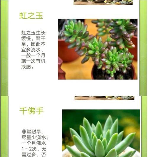 如何保存丝瓜最佳（丝瓜的新鲜口感延长存储技巧）