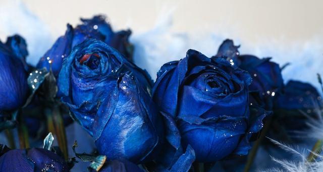 蓝色妖姬（以蓝色妖姬代表的花语解读及其背后的故事）