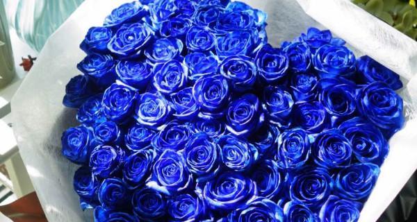 蓝色妖姬的花语（揭开蓝色妖姬花语背后的象征意义）