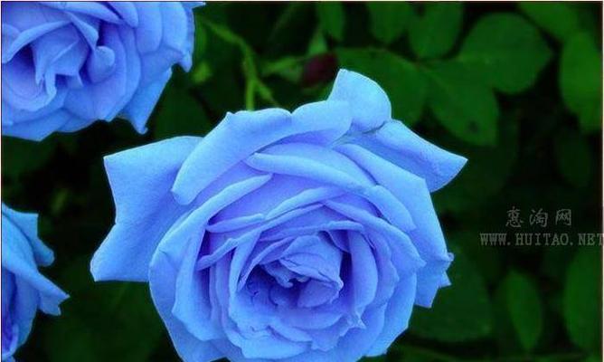 蓝色妖姬花语解析（揭开蓝色妖姬花的秘密）