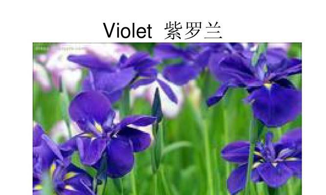 蓝色紫罗兰花语传递的温暖与希望（探寻蓝色紫罗兰的花语之美）