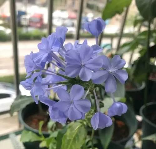 蓝雪花的花语与寓意（蓝雪花的花语解读与深层意义探索）