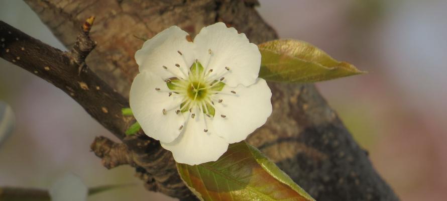 梨花的花语与象征意义（美丽的梨花）