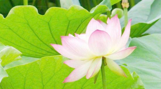 莲花之美（探寻莲花的秘密）