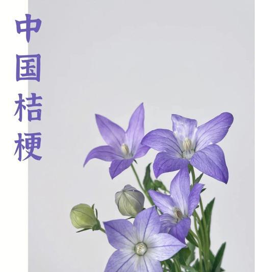 铃铛花的花语及寓意（探寻铃铛花的花语）