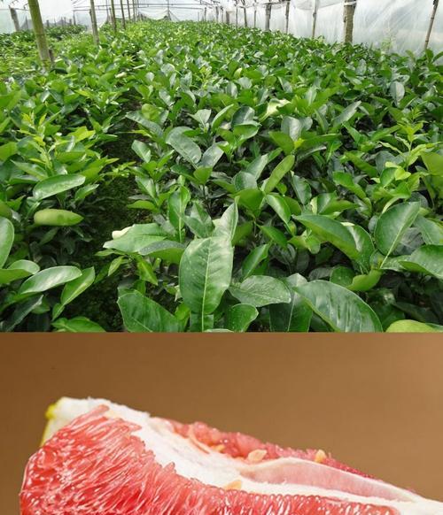 红心柚子成熟季节详解（掌握红心柚子成熟季节）
