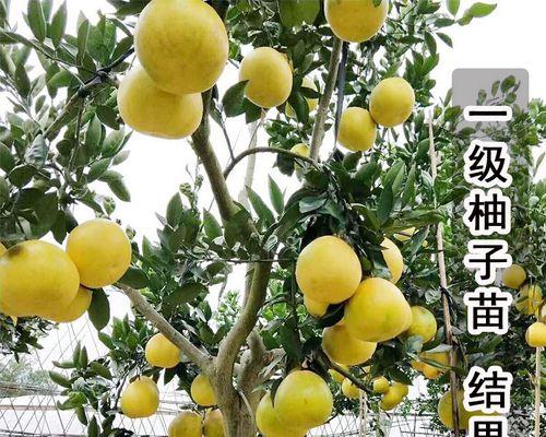红心柚子产地优选指南（寻找最佳品质的秘诀）