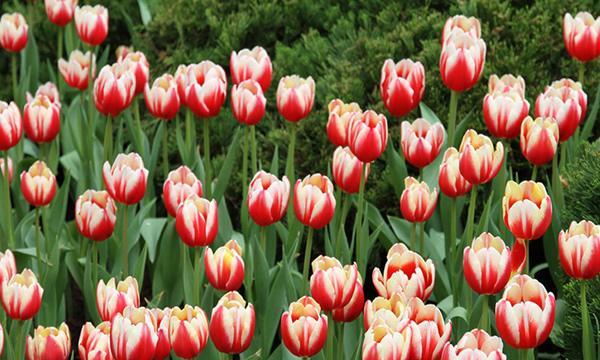 郁金香花语揭示的丰富内涵（郁金香的意义与象征）