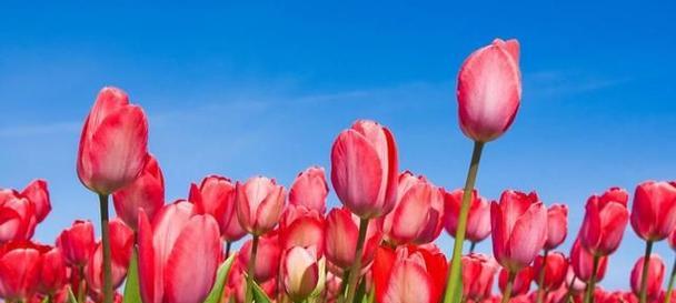 郁金香花语与寓意（美丽花卉的象征意义与情感表达）