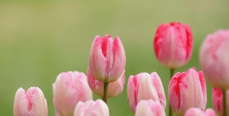 郁金香的花语与寓意（传承千年的浪漫花朵）