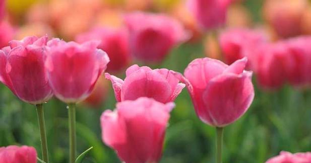 郁金香花语（郁金香的花语以及其象征意义）