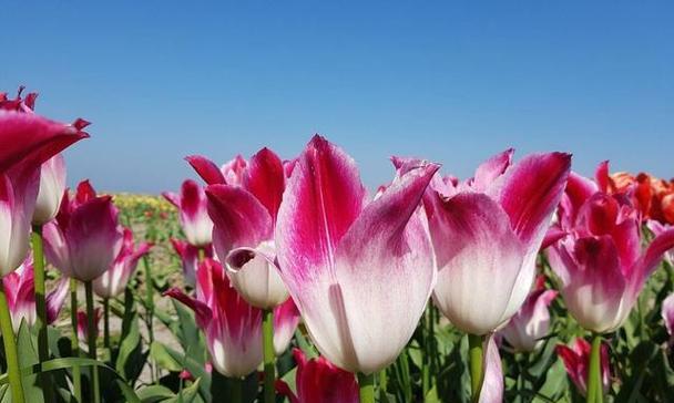 郁金香花语的寓意与象征（揭示郁金香花语的意义及传承）
