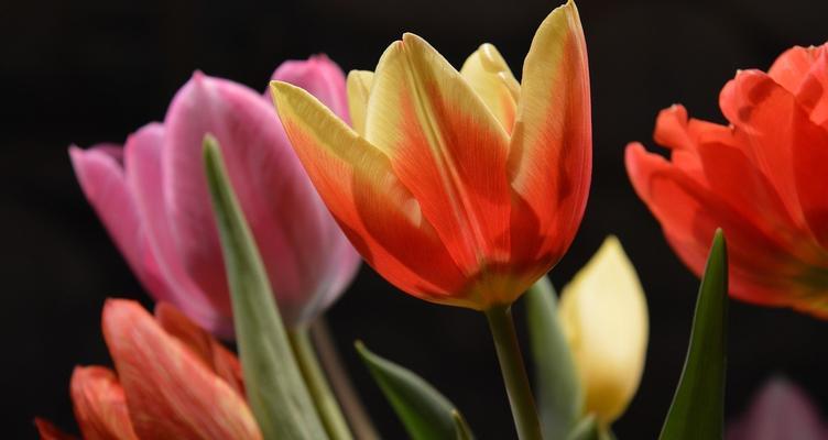 郁金香花（探寻郁金香花的历史）