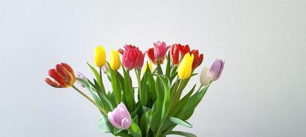 白色郁金香的花语和寓意（探寻白色郁金香的象征与内涵）