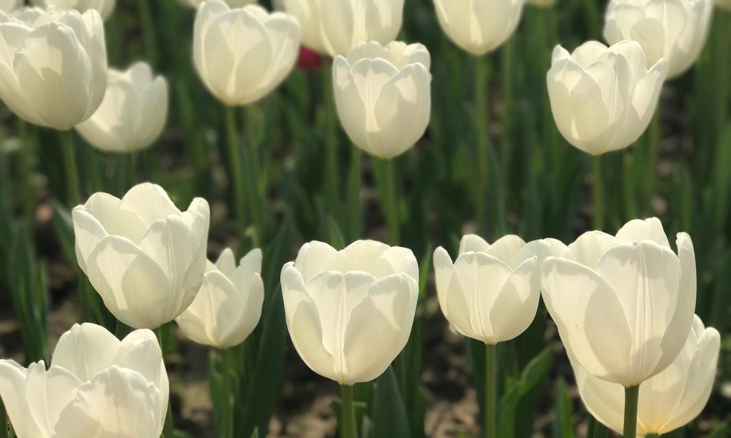 郁金香花语与寓意（探索郁金香的神秘花语和深意）