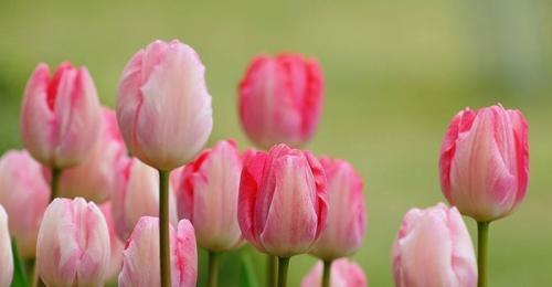 郁金香花语及代表意义（郁金香的花语）