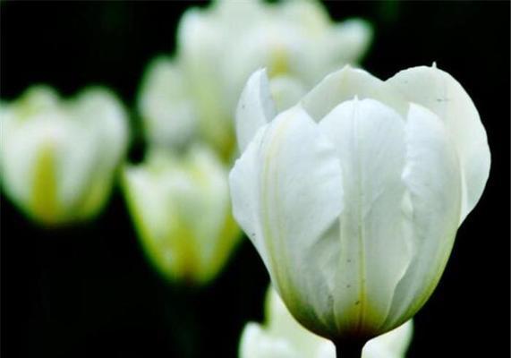 白郁金香花语的寓意与象征（探寻白郁金香的美丽与神秘）