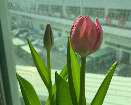 郁金香花期养护指南——赏花的盛宴（绽放春天的芬芳）