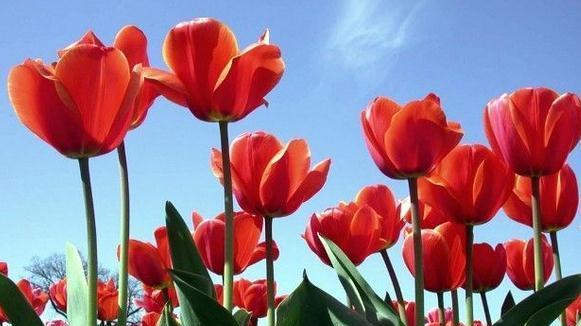 郁金香花语及其寓意（探究郁金香花语的来源和意义）