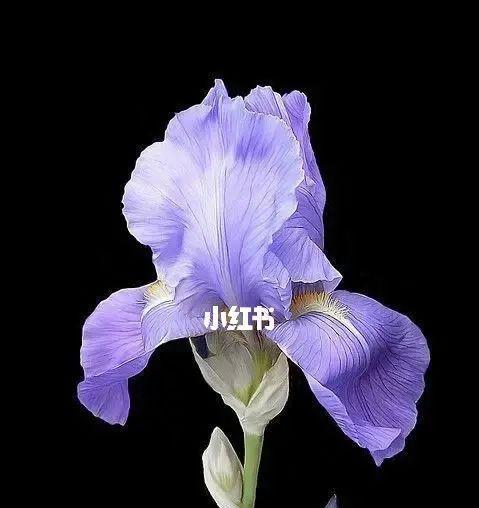 鸢尾花（揭开鸢尾花的神秘面纱）