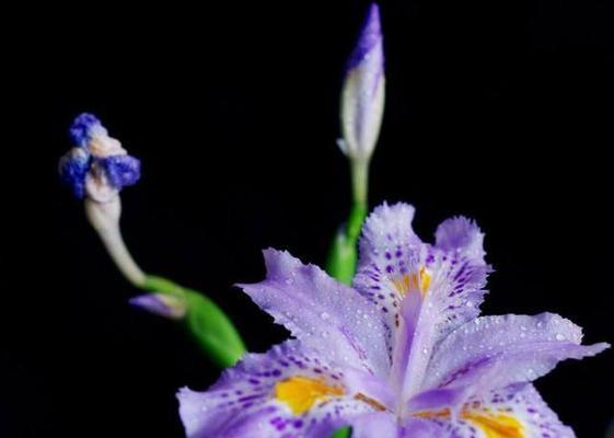 紫色鸢尾花的花语与意义（探寻紫色鸢尾花在花语中的含义与象征）