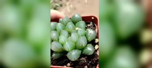 如何正确浇水保养玉露（掌握玉露的浇水时间）