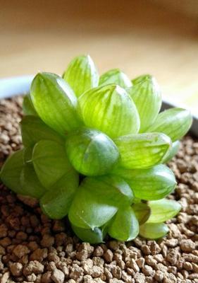 玉露花的养护与加速生长（如何让玉露花健康成长）