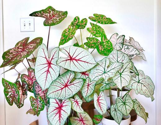 月光花的花语（与月光花共舞）