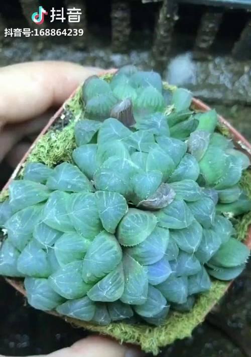 如何正确地使用玉露浇水（掌握正确的玉露浇水方法）