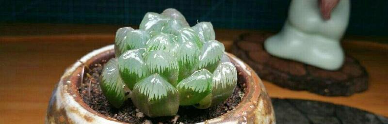 玉露浇水的正确方法（让你的植物健康茁壮）
