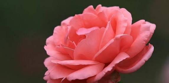 月季花的花语和寓意（探寻月季花背后的深刻含义）