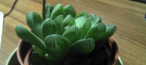 玉露开花后的处理方法（收获玉露后的妙招）