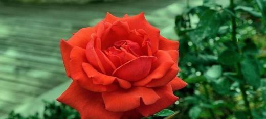 月季花的花语（用月季花传递爱与美的信息）