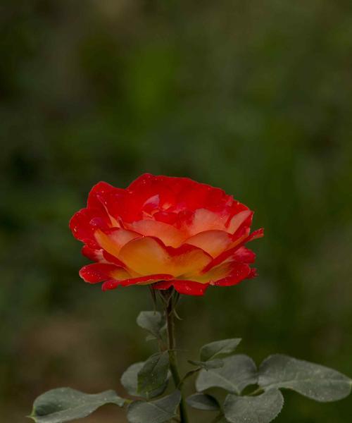 月季花的寓意——美丽、坚强与爱（探寻月季花的象征意义及文化内涵）