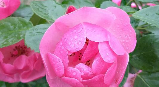 月季花的花语与寓意（探寻月季花背后的情感与象征）
