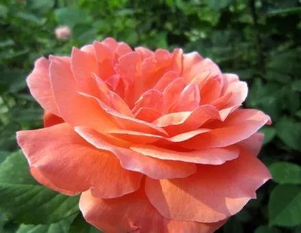 月季花的花语及其含义（探索美丽花朵背后的心灵寄托）