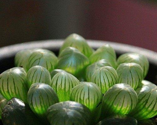 玉露——生态环保的神奇植物（玉露可以净化空气吗）