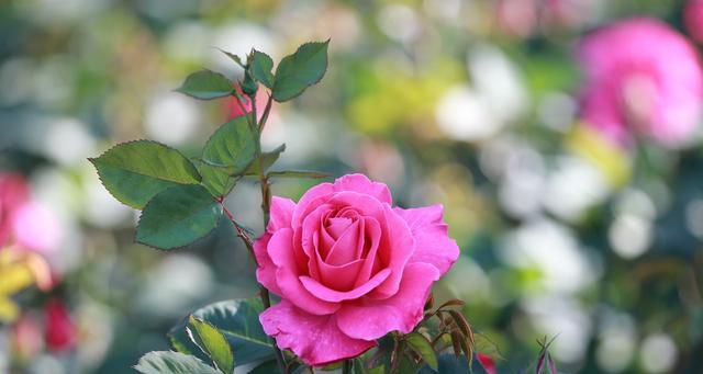 解读月季花的花语之意义与象征（探寻月季花的美丽神秘）