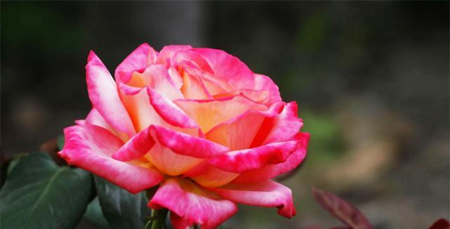 探索月季花语的深层意义（解读月季的情感之花）