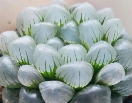 玉露为什么怕晒太阳（探究玉露的光合作用与生长环境）