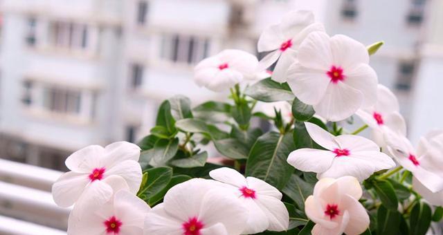 长春花（传递希望与温暖的秋季花卉）